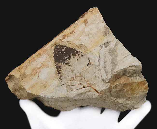 立派な母岩に、大きな木の葉が明瞭に保存。岩手県雫石町・用ノ沢産の木の葉化石（その2）