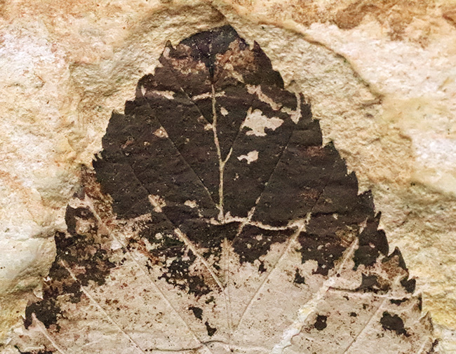 立派な母岩に、大きな木の葉が明瞭に保存。岩手県雫石町・用ノ沢産の木の葉化石（その3）