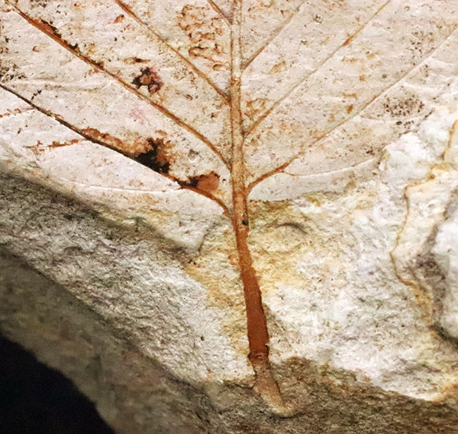 立派な母岩に、大きな木の葉が明瞭に保存。岩手県雫石町・用ノ沢産の木の葉化石（その5）