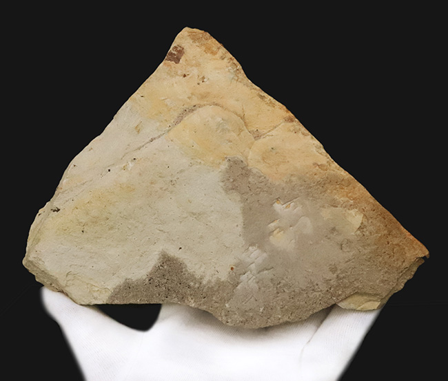 立派な母岩に、大きな木の葉が明瞭に保存。岩手県雫石町・用ノ沢産の木の葉化石（その6）