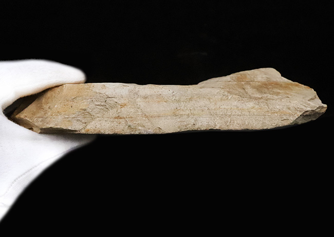 立派な母岩に、大きな木の葉が明瞭に保存。岩手県雫石町・用ノ沢産の木の葉化石（その8）