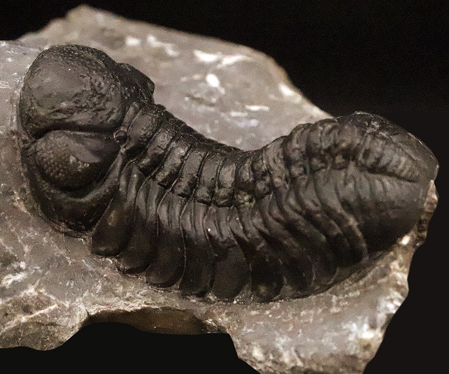 保存状態抜群！モロッコ産三葉虫、ペディノパリオプス（Pedinopariops）の極上標本（その1）