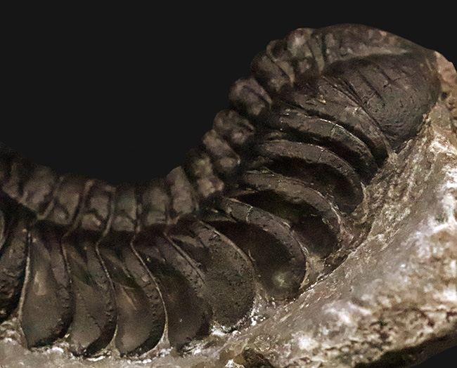 保存状態抜群！モロッコ産三葉虫、ペディノパリオプス（Pedinopariops）の極上標本（その10）