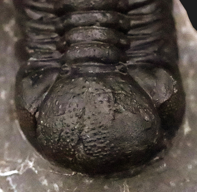 保存状態抜群！モロッコ産三葉虫、ペディノパリオプス（Pedinopariops）の極上標本（その11）