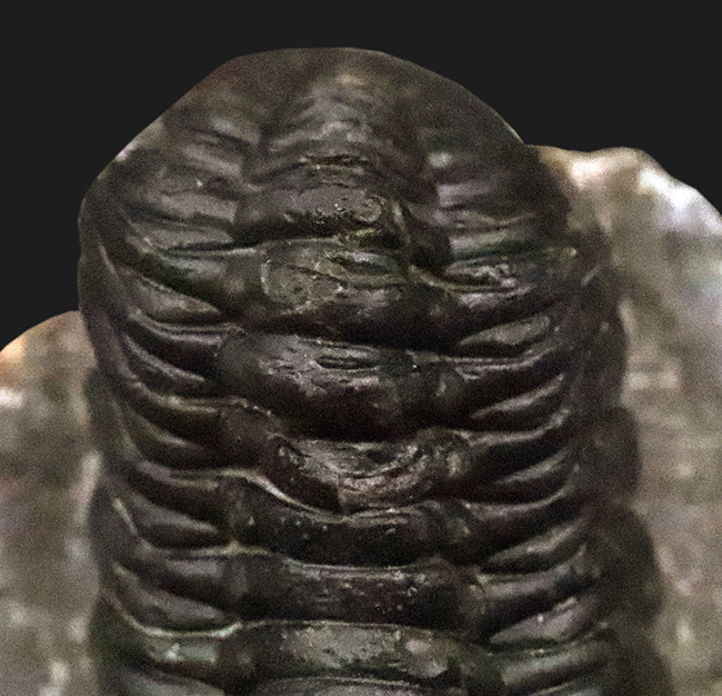 保存状態抜群！モロッコ産三葉虫、ペディノパリオプス（Pedinopariops）の極上標本（その12）