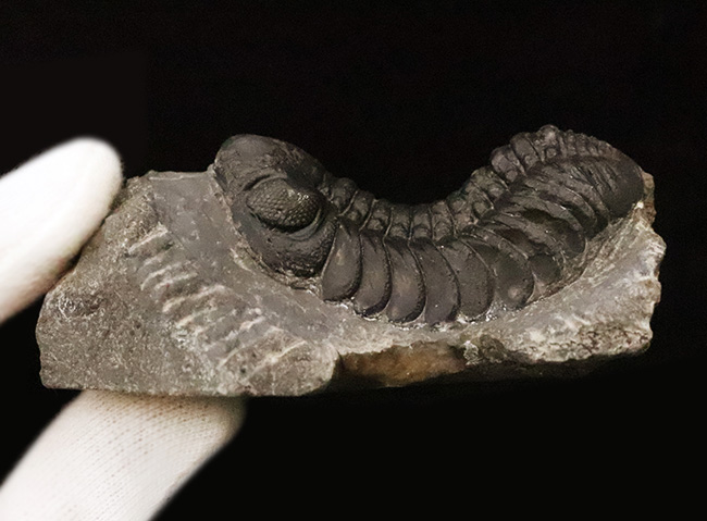 保存状態抜群！モロッコ産三葉虫、ペディノパリオプス（Pedinopariops）の極上標本（その14）