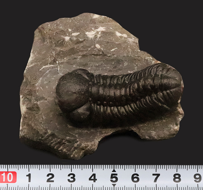 保存状態抜群！モロッコ産三葉虫、ペディノパリオプス（Pedinopariops）の極上標本（その15）