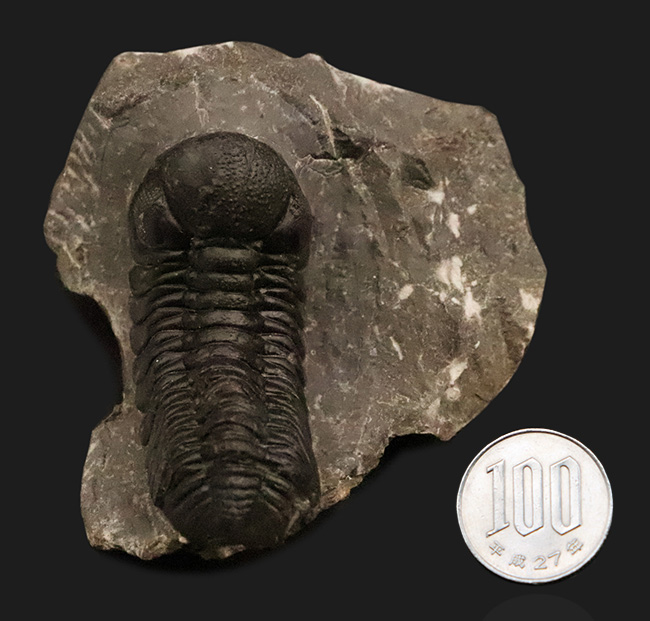 保存状態抜群！モロッコ産三葉虫、ペディノパリオプス（Pedinopariops）の極上標本（その16）