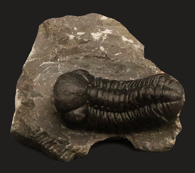 保存状態抜群！モロッコ産三葉虫、ペディノパリオプス（Pedinopariops）の極上標本（その2）