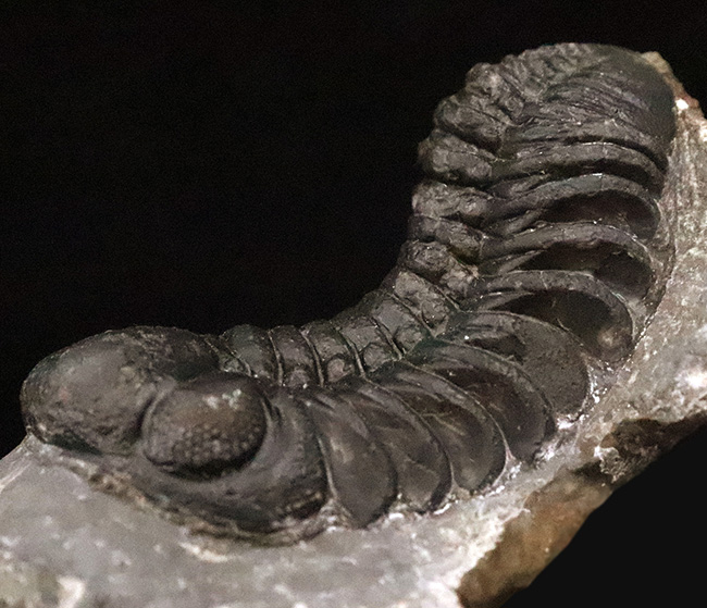 保存状態抜群！モロッコ産三葉虫、ペディノパリオプス（Pedinopariops）の極上標本（その3）