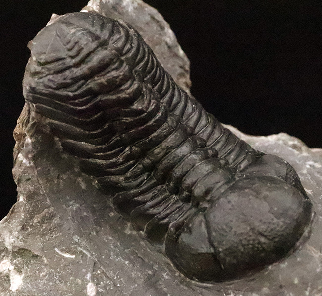 保存状態抜群！モロッコ産三葉虫、ペディノパリオプス（Pedinopariops）の極上標本（その4）