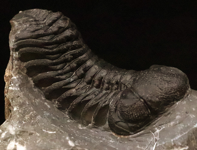 保存状態抜群！モロッコ産三葉虫、ペディノパリオプス（Pedinopariops）の極上標本（その5）