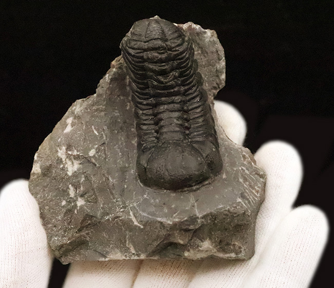 保存状態抜群！モロッコ産三葉虫、ペディノパリオプス（Pedinopariops）の極上標本（その6）