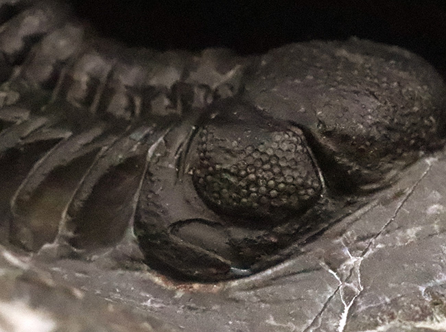 保存状態抜群！モロッコ産三葉虫、ペディノパリオプス（Pedinopariops）の極上標本（その7）