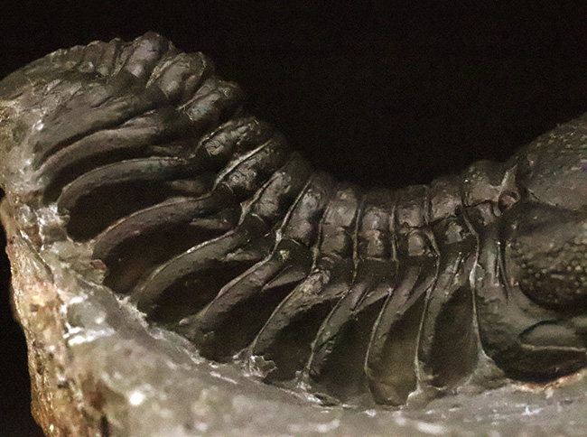 保存状態抜群！モロッコ産三葉虫、ペディノパリオプス（Pedinopariops）の極上標本（その8）