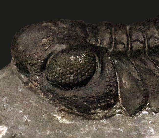 保存状態抜群！モロッコ産三葉虫、ペディノパリオプス（Pedinopariops）の極上標本（その9）