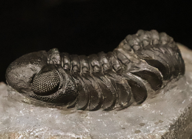 この複眼は圧巻！非常に良好なコンディションを保った、上質なペディノパリオプス（Pedinopariops）（その1）