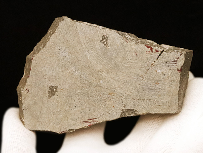 この複眼は圧巻！非常に良好なコンディションを保った、上質なペディノパリオプス（Pedinopariops）（その10）