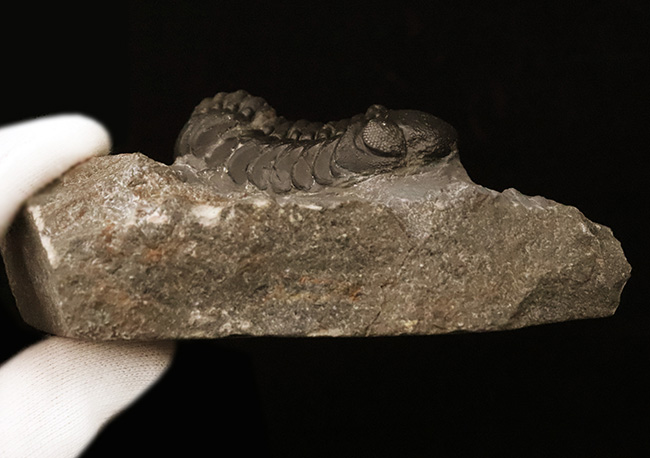 この複眼は圧巻！非常に良好なコンディションを保った、上質なペディノパリオプス（Pedinopariops）（その11）