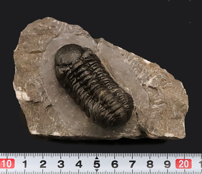 この複眼は圧巻！非常に良好なコンディションを保った、上質なペディノパリオプス（Pedinopariops）（その12）