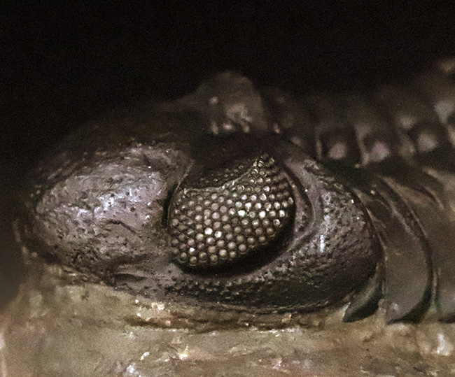 この複眼は圧巻！非常に良好なコンディションを保った、上質なペディノパリオプス（Pedinopariops）（その2）