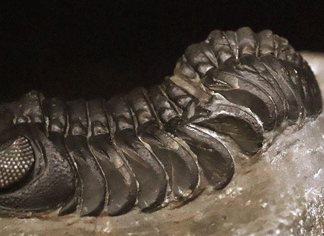 この複眼は圧巻！非常に良好なコンディションを保った、上質なペディノパリオプス（Pedinopariops）（その3）