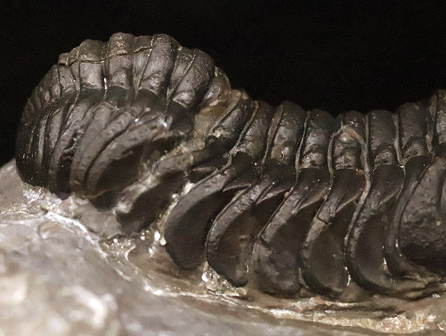 この複眼は圧巻！非常に良好なコンディションを保った、上質なペディノパリオプス（Pedinopariops）（その6）