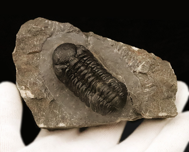 この複眼は圧巻！非常に良好なコンディションを保った、上質なペディノパリオプス（Pedinopariops）（その7）