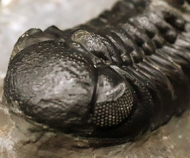 この複眼は圧巻！非常に良好なコンディションを保った、上質なペディノパリオプス（Pedinopariops）（その8）