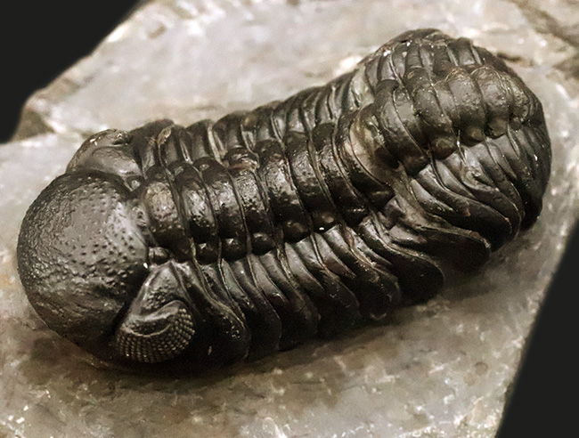 この複眼は圧巻！非常に良好なコンディションを保った、上質なペディノパリオプス（Pedinopariops）（その9）