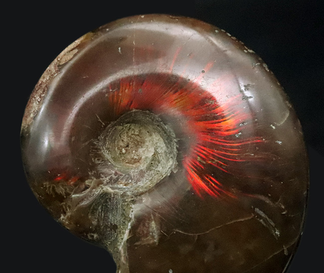 アンモナイト 北海道の白亜紀の地層から採取された、アンモナイト「アナゴードリ