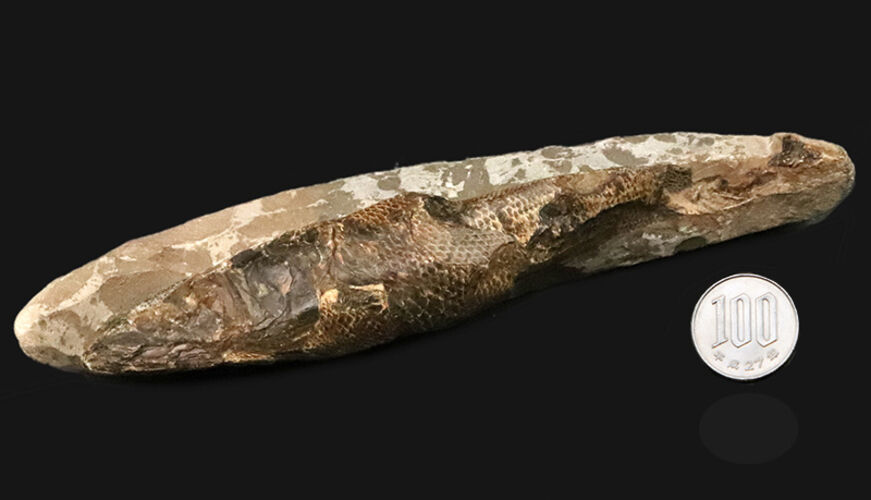 ３D保存＆びっしりと並ぶ太古の鱗！ブラジル産絶滅古代魚ラコレピス（Rhacolepis buccalis）のノジュール化石（その10）