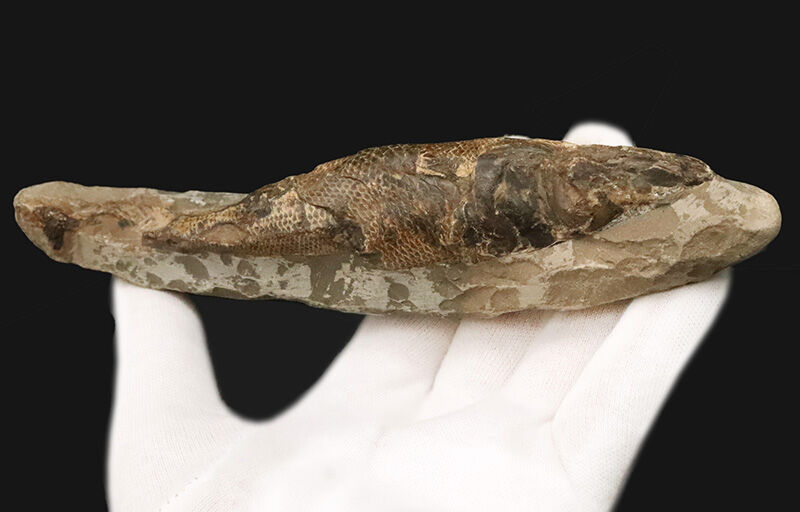 ３D保存＆びっしりと並ぶ太古の鱗！ブラジル産絶滅古代魚ラコレピス（Rhacolepis buccalis）のノジュール化石（その2）