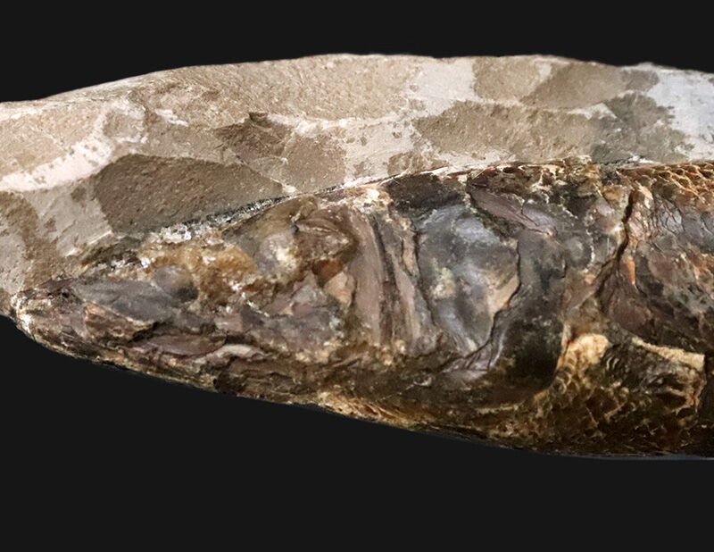 ３D保存＆びっしりと並ぶ太古の鱗！ブラジル産絶滅古代魚ラコレピス（Rhacolepis buccalis）のノジュール化石（その3）
