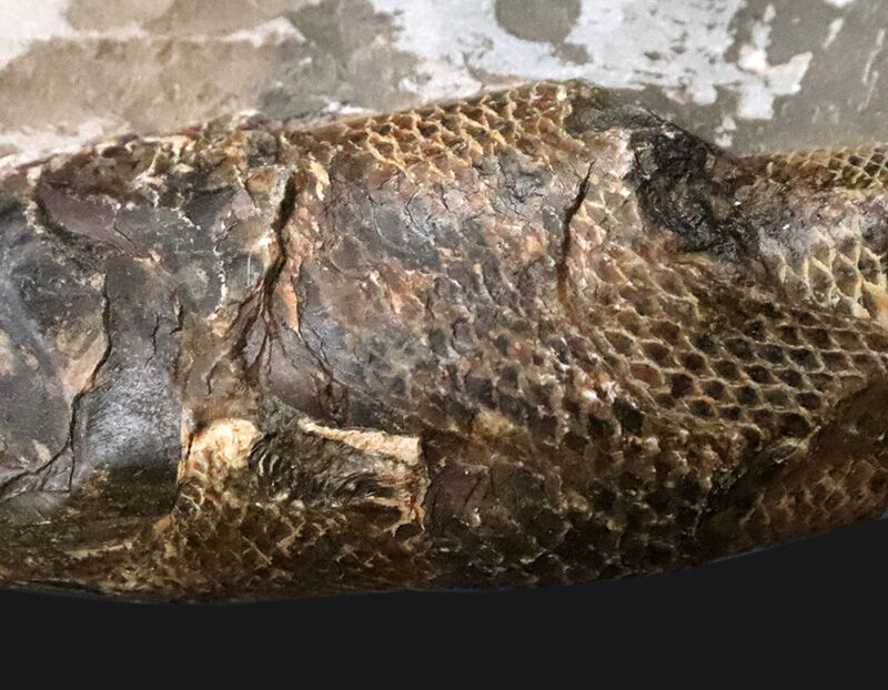 ３D保存＆びっしりと並ぶ太古の鱗！ブラジル産絶滅古代魚ラコレピス（Rhacolepis buccalis）のノジュール化石（その4）