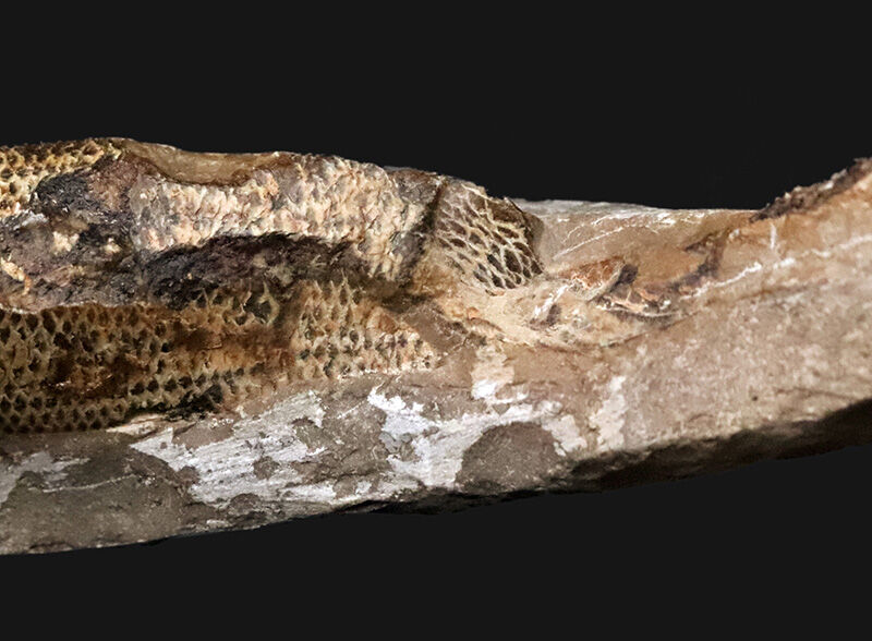 ３D保存＆びっしりと並ぶ太古の鱗！ブラジル産絶滅古代魚ラコレピス（Rhacolepis buccalis）のノジュール化石（その5）