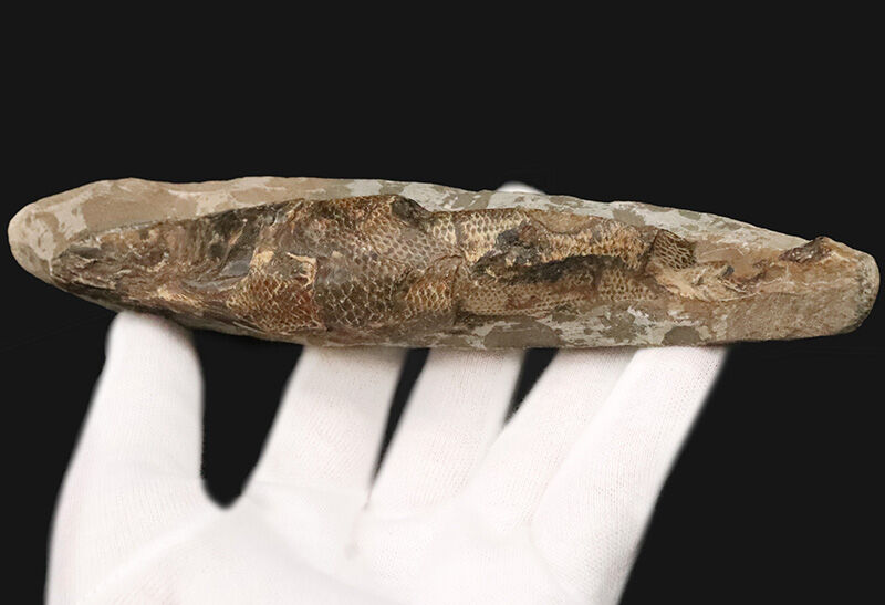 ３D保存＆びっしりと並ぶ太古の鱗！ブラジル産絶滅古代魚ラコレピス（Rhacolepis buccalis）のノジュール化石（その6）