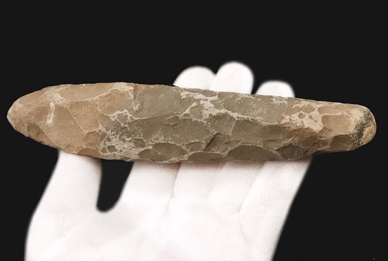 ３D保存＆びっしりと並ぶ太古の鱗！ブラジル産絶滅古代魚ラコレピス（Rhacolepis buccalis）のノジュール化石（その7）