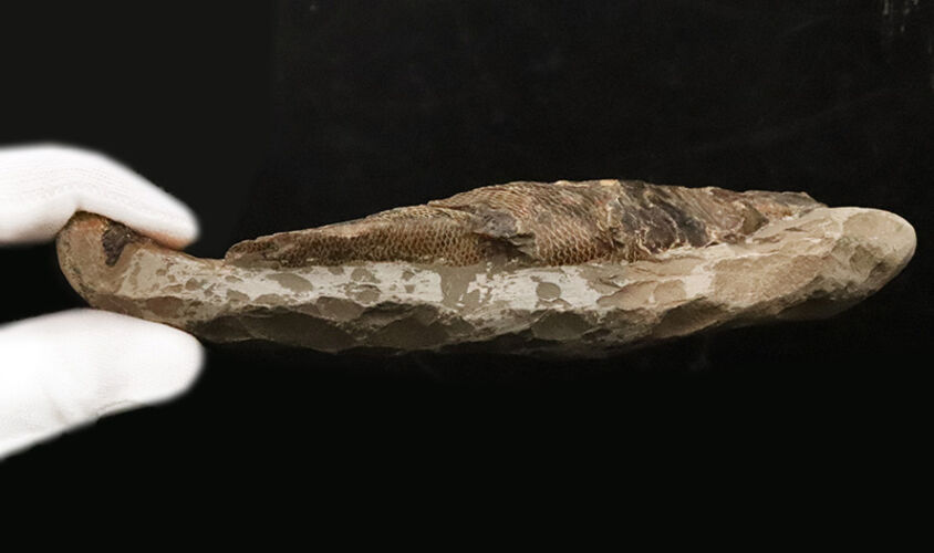 ３D保存＆びっしりと並ぶ太古の鱗！ブラジル産絶滅古代魚ラコレピス（Rhacolepis buccalis）のノジュール化石（その8）
