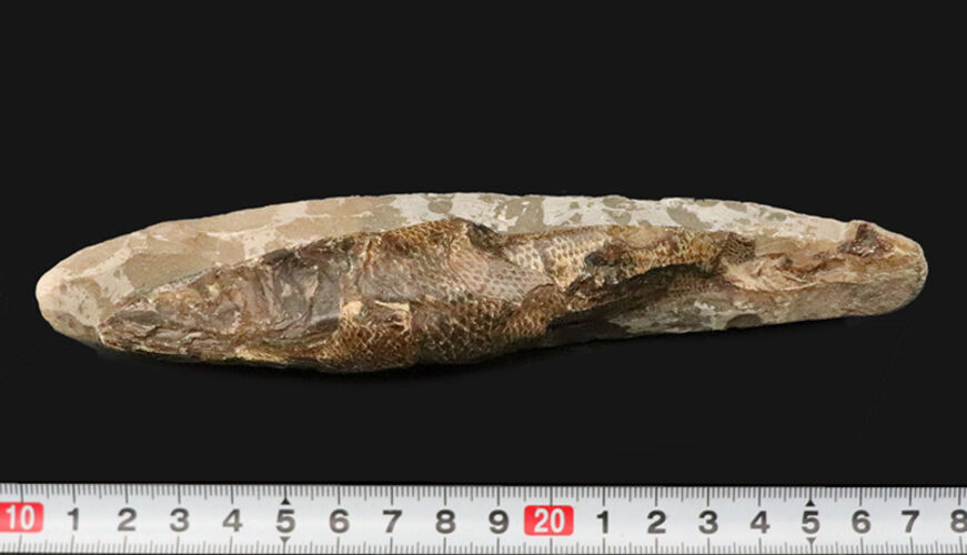 ３D保存＆びっしりと並ぶ太古の鱗！ブラジル産絶滅古代魚ラコレピス（Rhacolepis buccalis）のノジュール化石（その9）