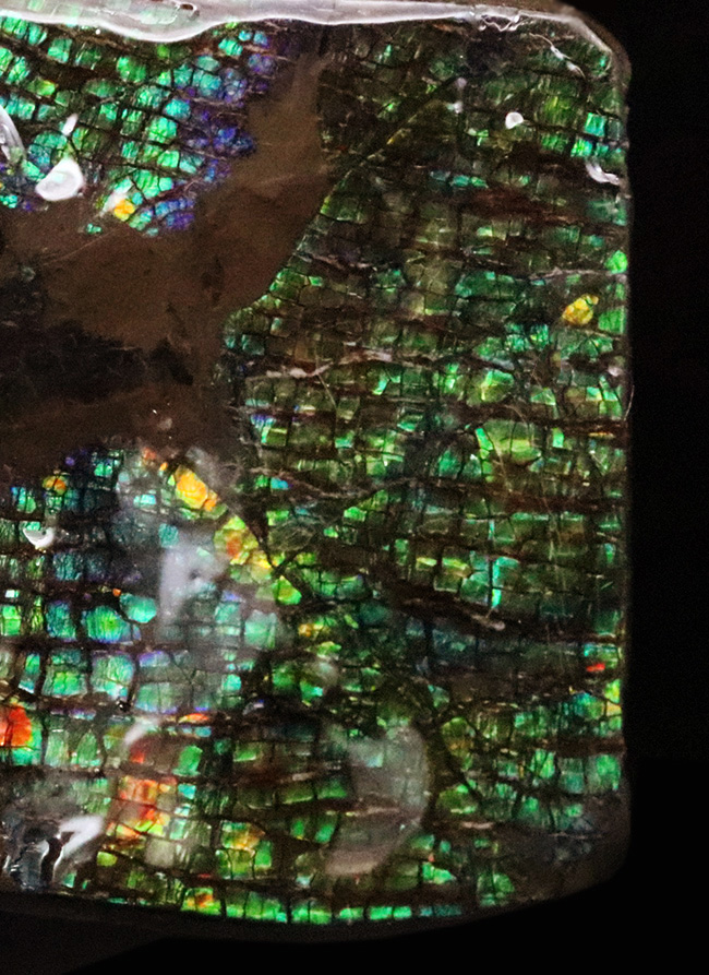 グリーンドラゴン! 非常に深みのある緑色を呈する、生物起源の宝石「アンモライト(Ammolite)」の一片(その1)