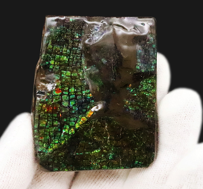 グリーンドラゴン! 非常に深みのある緑色を呈する、生物起源の宝石「アンモライト(Ammolite)」の一片(その2)