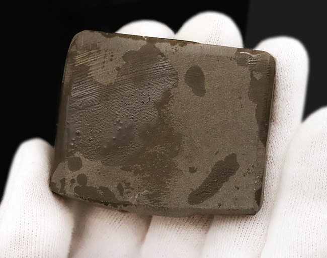 グリーンドラゴン! 非常に深みのある緑色を呈する、生物起源の宝石「アンモライト(Ammolite)」の一片(その5)
