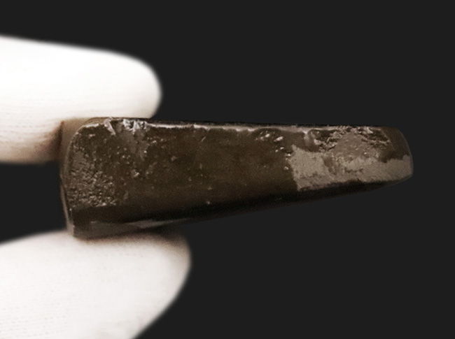 グリーンドラゴン! 非常に深みのある緑色を呈する、生物起源の宝石「アンモライト(Ammolite)」の一片(その6)