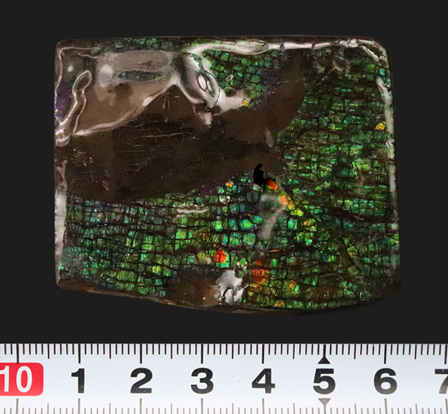 グリーンドラゴン! 非常に深みのある緑色を呈する、生物起源の宝石「アンモライト(Ammolite)」の一片(その7)