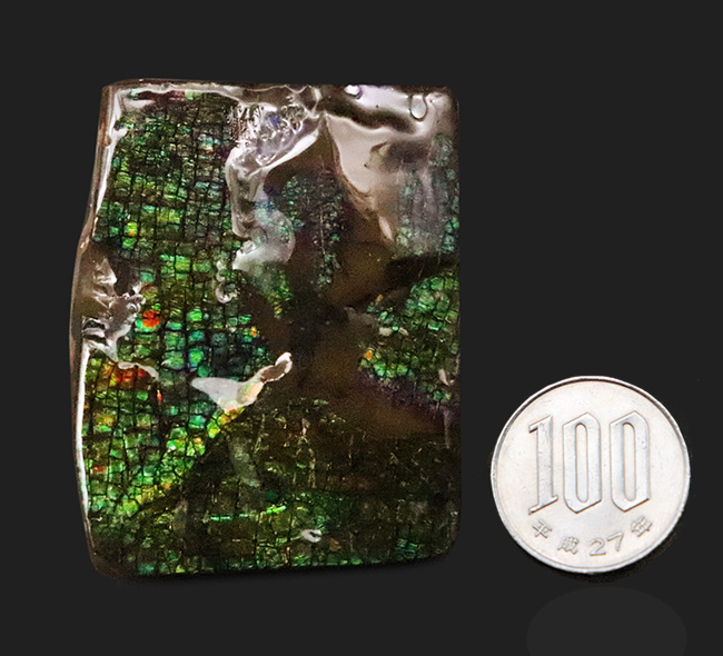 グリーンドラゴン! 非常に深みのある緑色を呈する、生物起源の宝石「アンモライト(Ammolite)」の一片(その8)