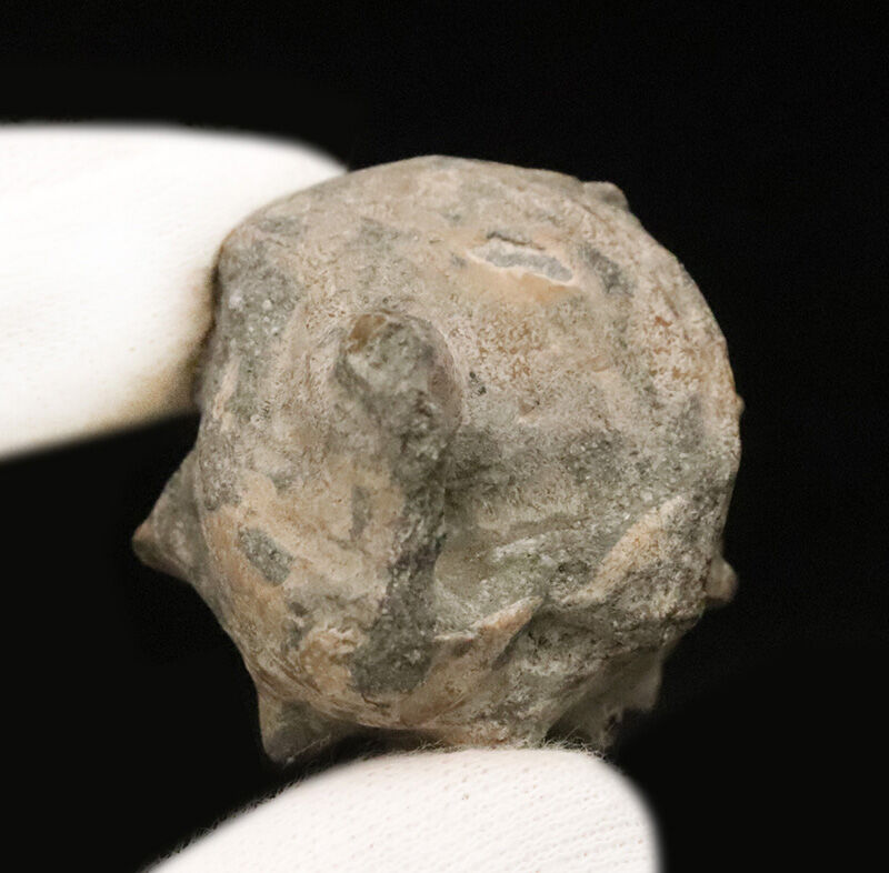 国内名産地・岡山県勝田層群産！7cmオーバーの存在感あるヤマトビカリア（Vicarya callosa japonica）化石（その5）
