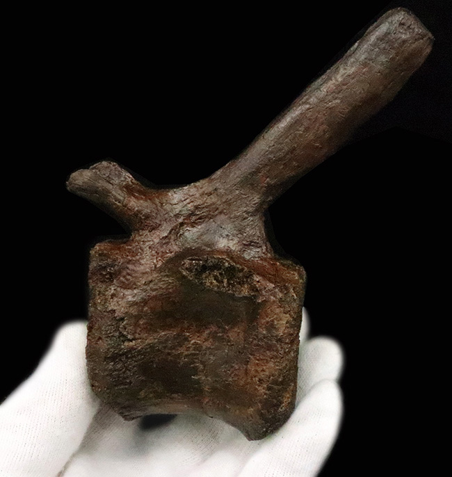 至高の一点！複雑で繊細な形態をそのまま残した、ティラノサウルス・レックス（Tyrannosaurus rex）幼体の椎骨化石（その1）