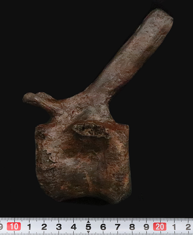 至高の一点！複雑で繊細な形態をそのまま残した、ティラノサウルス・レックス（Tyrannosaurus rex）幼体の椎骨化石（その10）