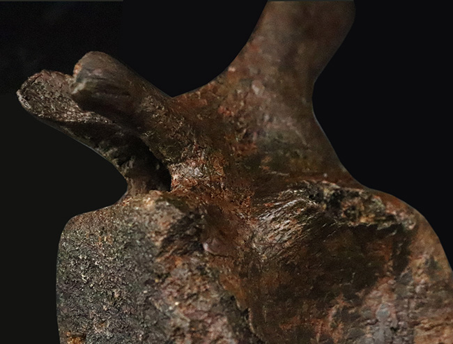 至高の一点！複雑で繊細な形態をそのまま残した、ティラノサウルス・レックス（Tyrannosaurus rex）幼体の椎骨化石（その2）